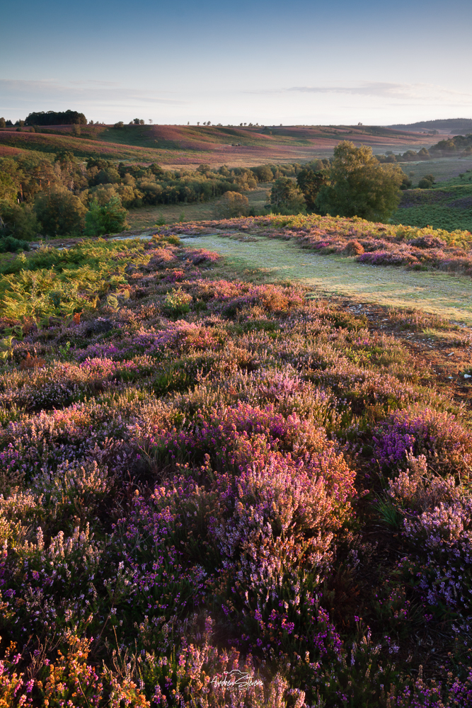 Rockford Common, Heather & Path